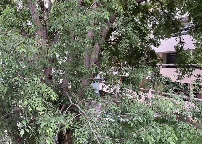 Apartman 'one Tree' Apartment, Old Town