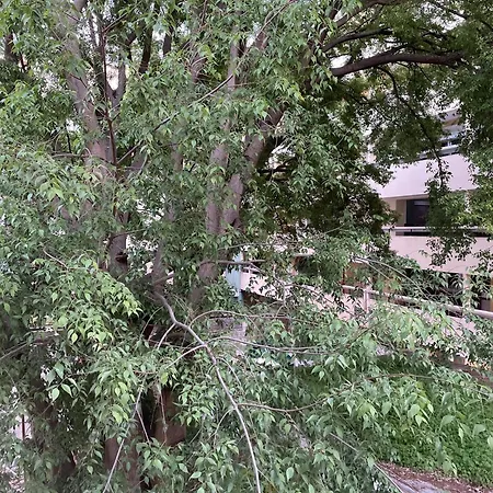 Apartment 'one Tree' Apartment, Old Town