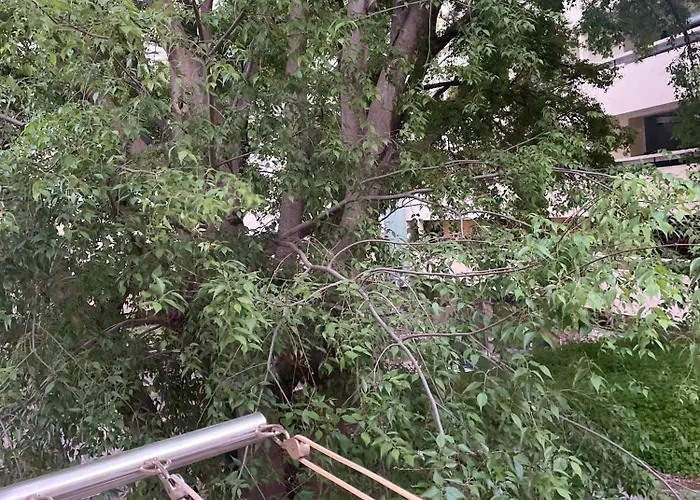 Апартаменты 'one Tree' Apartment, Old Town *